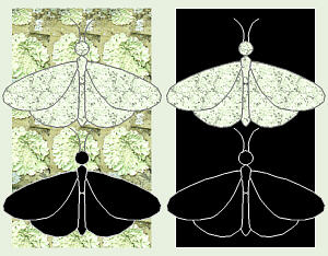peppered moths evolution diagram