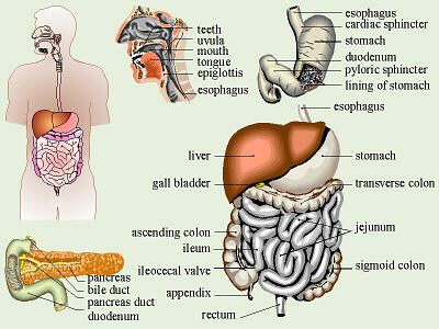 ileocecal sphincter digestive system