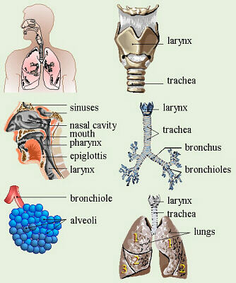 Respiratory System Diagrams