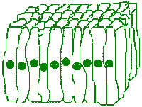 Simple Columnar Cells