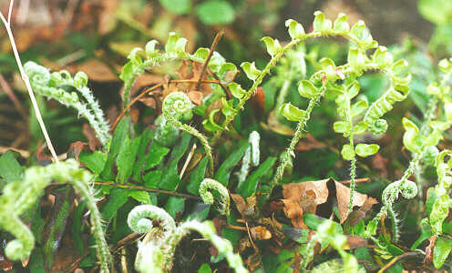 Mosses and Ferns